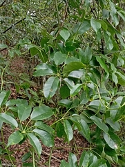 jimmy, CC BY, iNaturalist via GBIF Stauntonia obovatifoliola, photograph jimmy, CC BY, iNaturalist via GBIF