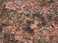Anemonoides amurensis