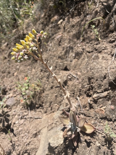 Dudleya lanceolata