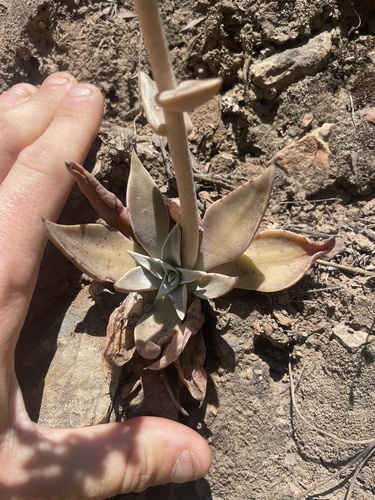 Dudleya lanceolata