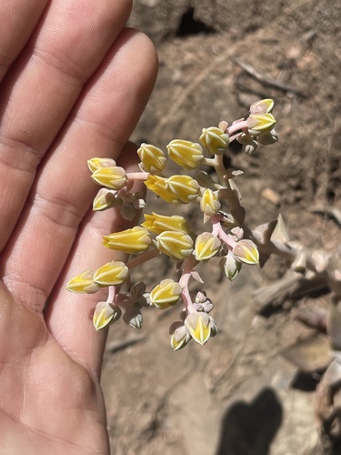 Dudleya lanceolata
