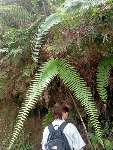Diploterigium glaucum (Diplopterygium glaucum)