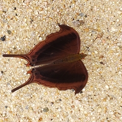 Marpesia zerynthia