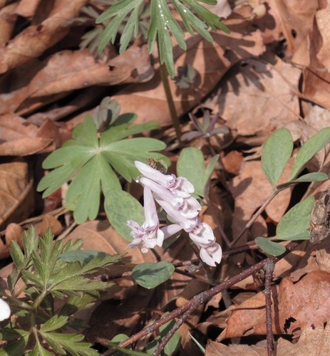 Image of Creeping Corydalis (Corydalis repens) by (c) Repina Tatyana, some rights reserved (CC BY)