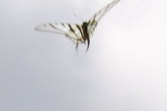 Protographium epidaus epidaus