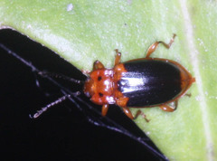 Aphorista laeta