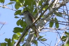 Pachyramphus