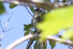 Pachyramphus