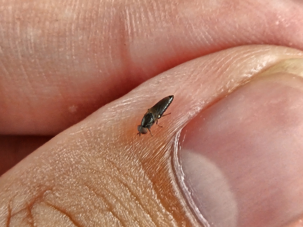 Fly