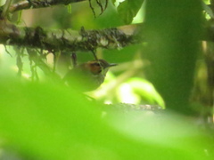 Microbates cinereiventris