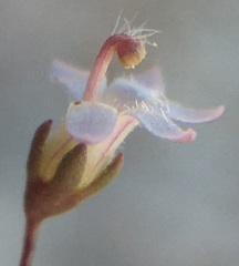 Nemacladus secundiflorus robbinsii