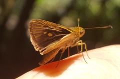 Parphorus pseudecorus