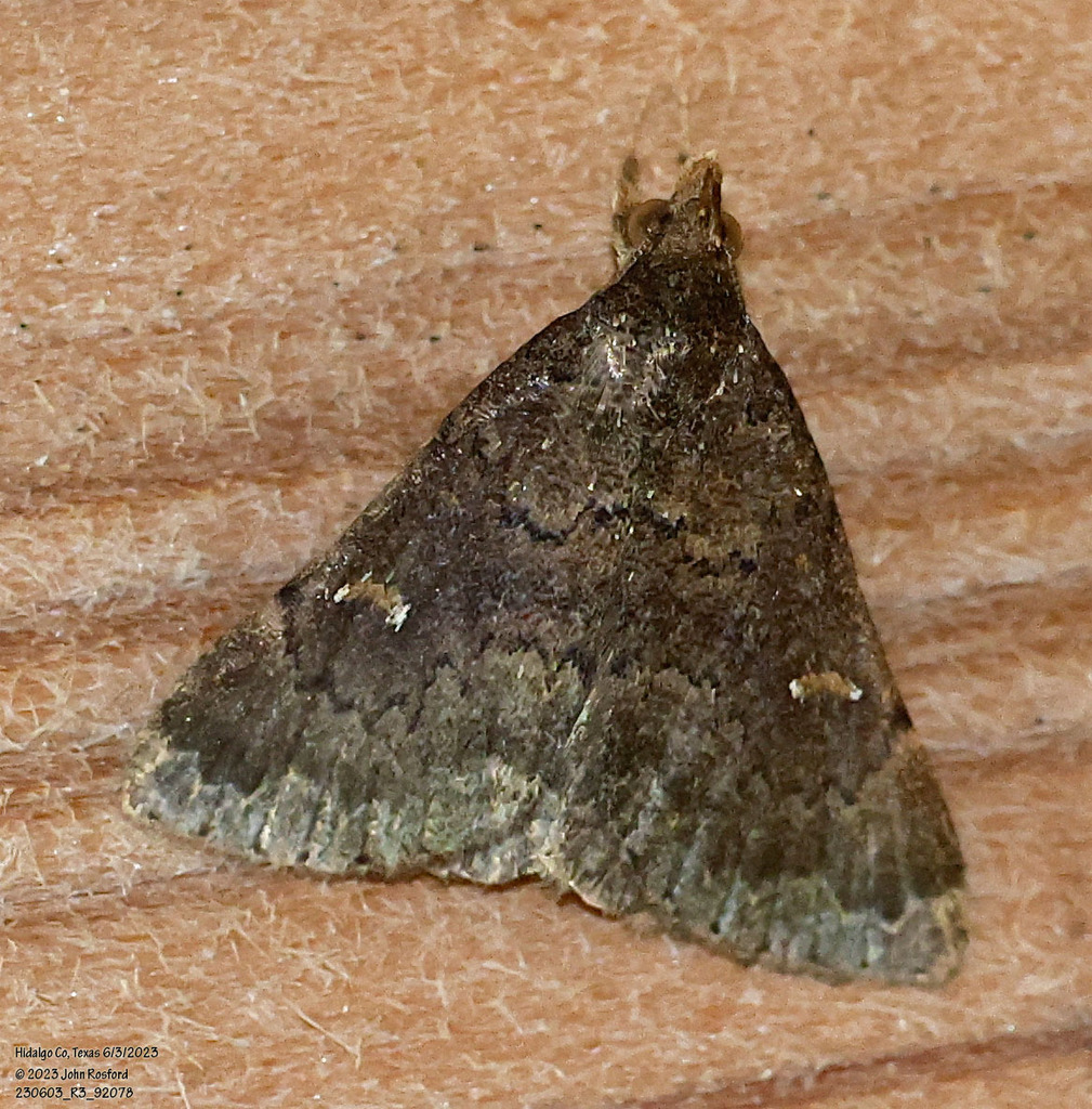 Long-horned Owlet