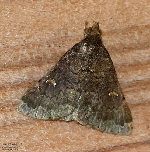 Long-horned Owlet