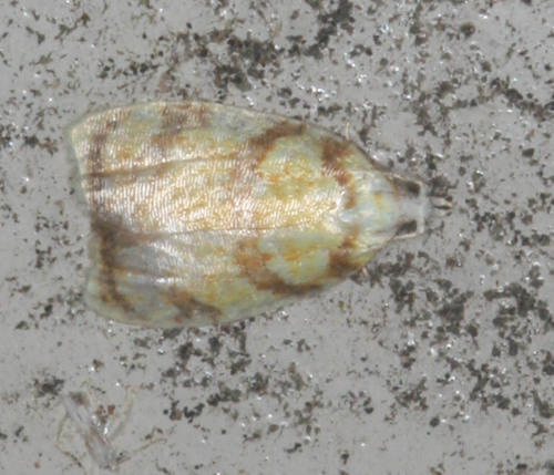 Red-edged Acleris Moth photo 3