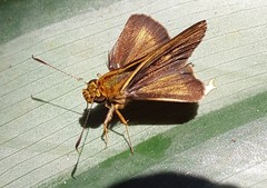 Parphorus pseudecorus