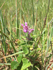 Stachys rigida quercetorum