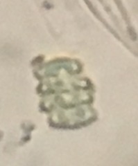 Scenedesmaceae