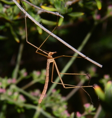 Apterobittacus apterus