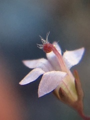 Nemacladus secundiflorus robbinsii