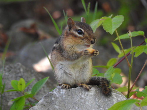 Eastern Chipmunk photographed in Ohio