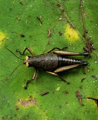 Psiloscirtus flavipes