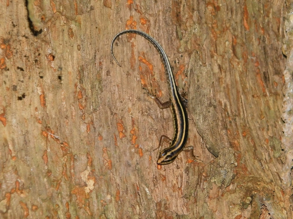 Java Forest Skink