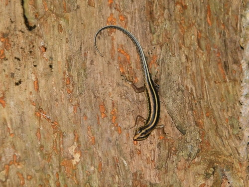 Java Forest Skink, Sphenomorphus sanctus