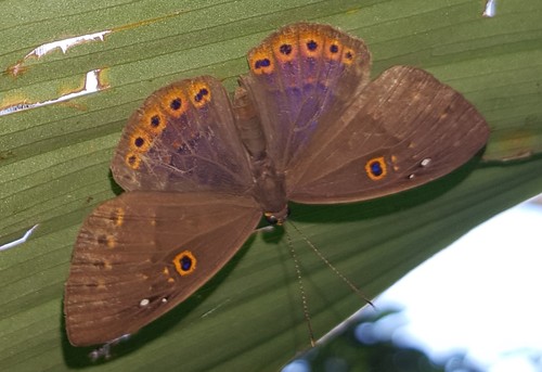 Molochina Underleaf Butterfly