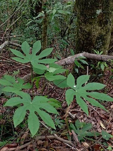 Image of Fatsia polycarpa by (c) jimmy, some rights reserved (CC BY)