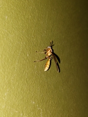 Apoica