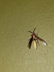 Apoica