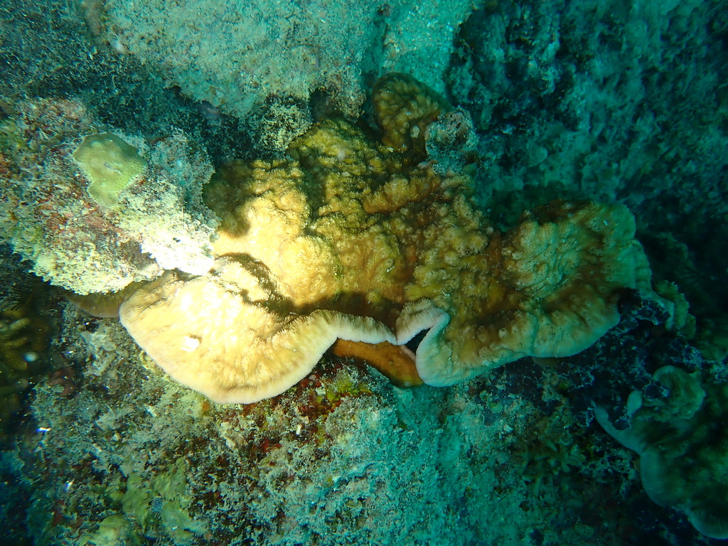 Wells coral