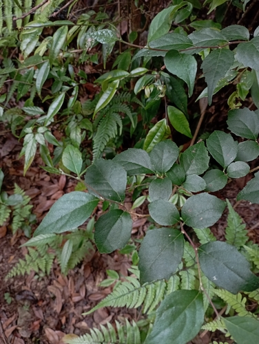 Image of Styrax formosanus by (c) jimmy, some rights reserved (CC BY)