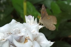 Eurybia molochina