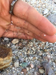 Nemacladus secundiflorus robbinsii