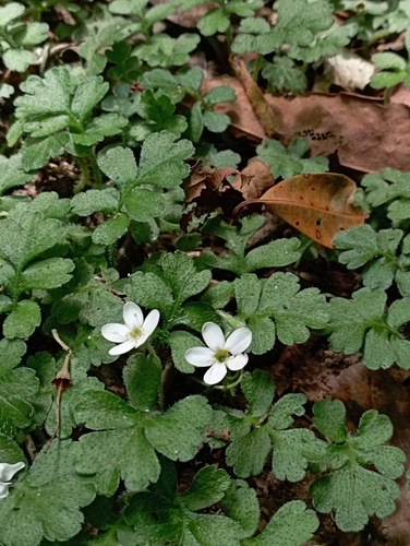 Image of Ellisiophyllum pinnatum by (c) jimmy, some rights reserved (CC BY)