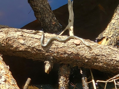 iNaturalist observation photo of Sierra Garter Snake