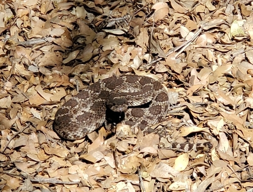 iNaturalist observation photo of Northern Pacific Rattlesnake