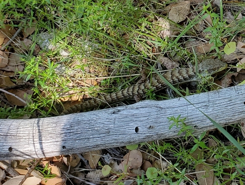 iNaturalist observation photo of Southern Alligator Lizard