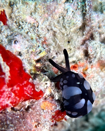Marten's Sidegill Slug (Tomoberthella martensi)