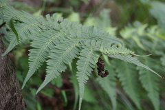 Dryopteris lacera