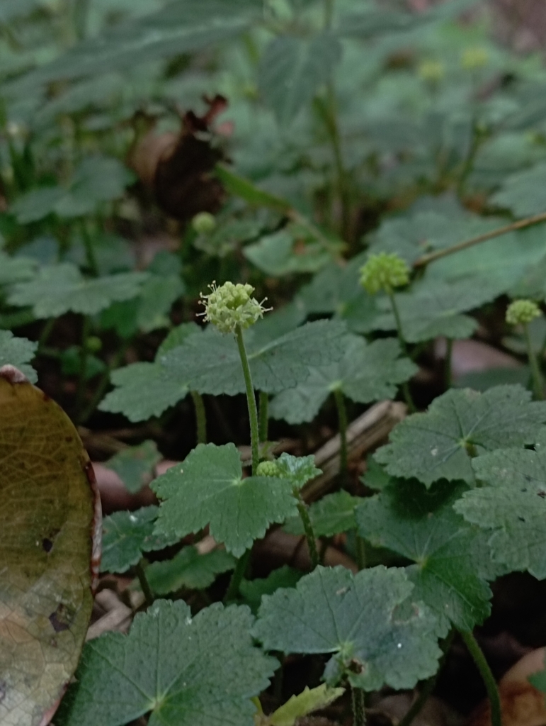 Hydrocotyle setulosa