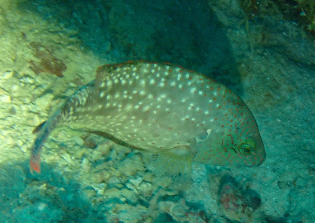 Floral wrasse