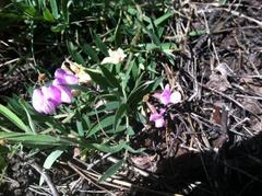Lathyrus nevadensis