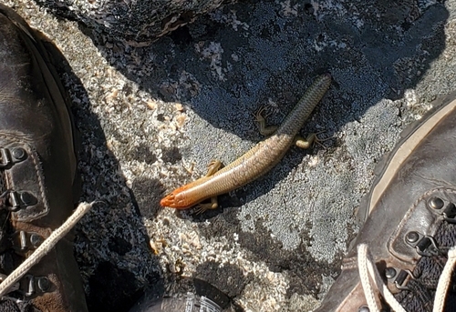 iNaturalist observation photo of Gilbert's Skink