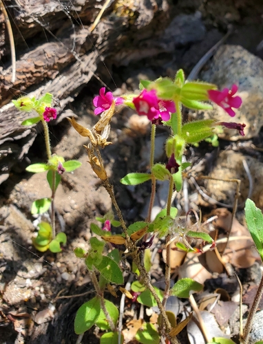 Bolander's monkeyflower (Diplacus bolanderi)