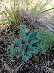 Thalictrum petaloideum