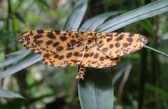 Epobeidia tigrata tigrata