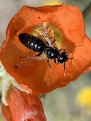 Calliopsis subalpina